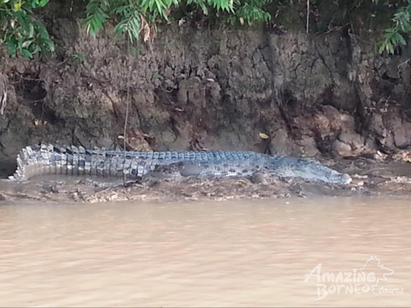 Kinabatangan Adventure